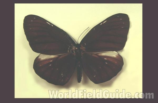 Female - Dorsal<br>(Origin of the Specimen: Solomon Islands)