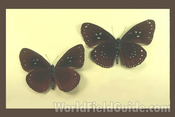 Males - Ventral<br>(Origin of the Specimen: Kangean, Indonesia)