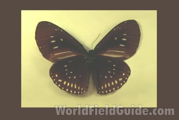 Ventral<br>(Origin of the Specimen: Ambon, Indonesia)