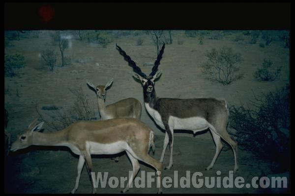 Ranch View<br>(Location of Picture: Fossil Rim, Texas, USA, 2009)