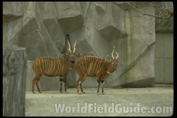 2 Males With Large Horns<br>(Location of Picture: Fossil Rim, Texas, USA, 2009)