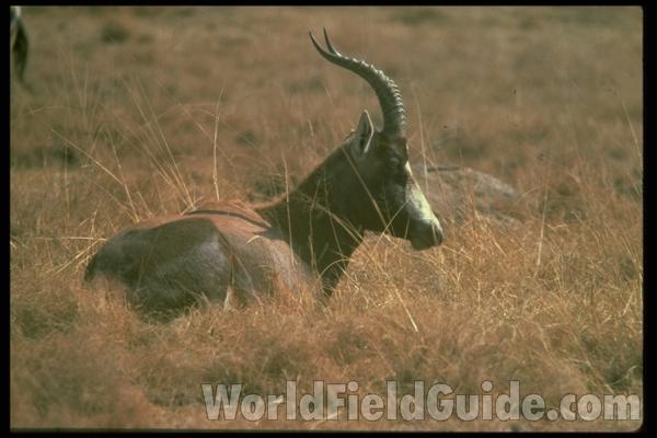 <br>(Location of Picture: South Africa)<br>(Location of Picture: South Africa)