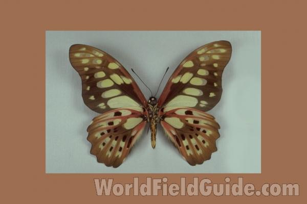 Male - Ventral<br>(Origin of the Specimen: Madagascar , 1969)