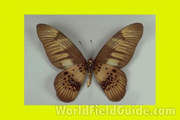 Male - Ventral<br>(Origin of the Specimen: Africa)