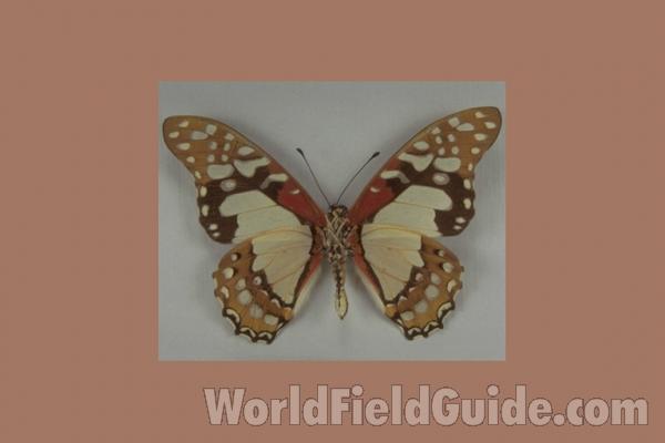 Male - Ventral<br>(Origin of the Specimen: South Africa, Jan 1970)