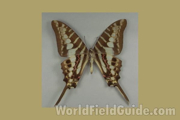 Male - Ventral<br>(Origin of the Specimen: Victoria, Kamerun, Africa)