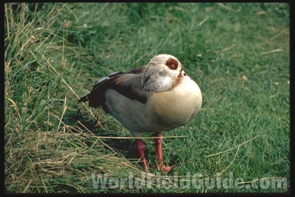 <br>(Location of Picture: Burundi, Africa)