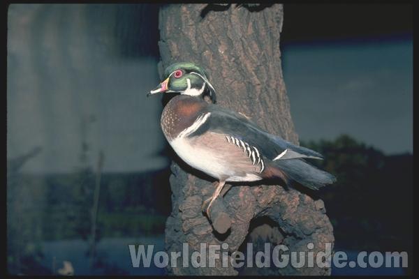 Taxidermy Specimien<br>(Location of Picture: Field Museum of Chicago)