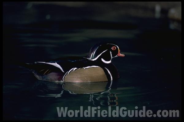 Zoo Inmage<br>(Location of Picture: Milwaukee, Wisconsin)