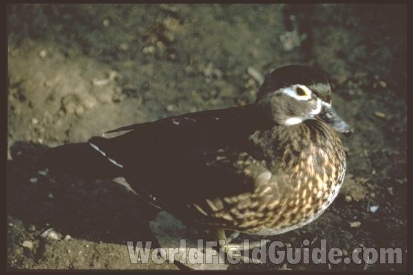 Female - Zoo Image<br>(Location of Picture: London Zoo)