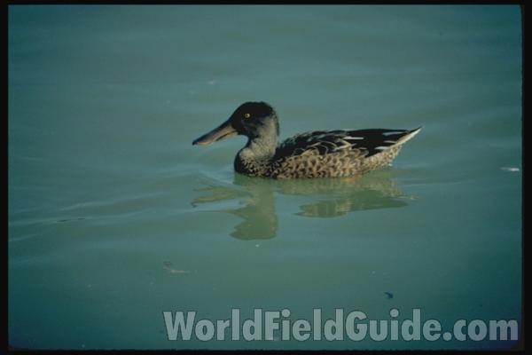 Female<br>(Location of Picture: Great Britain)