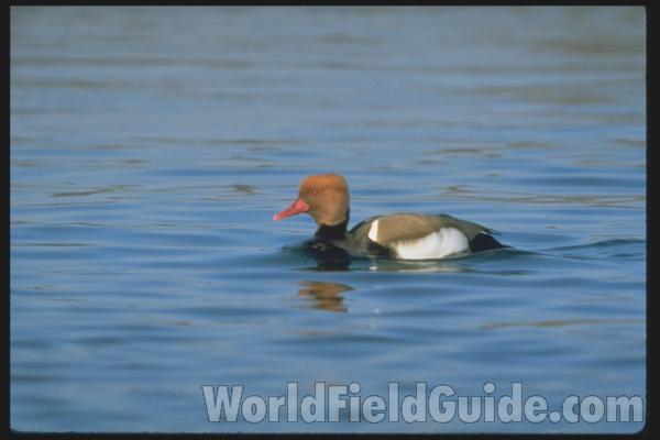 <br>(Location of Picture: Germany, Europe)