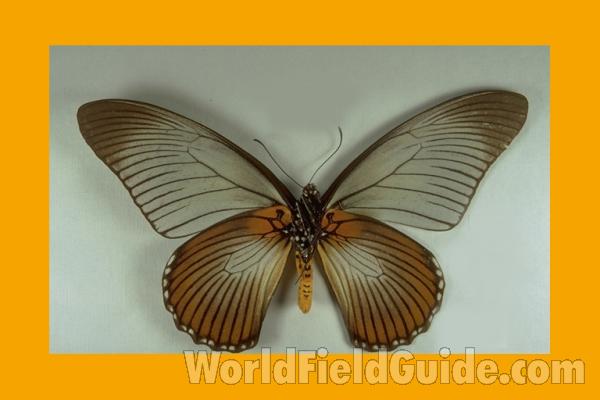 Male - Ventral<br>(Origin of the Specimen: Kamerun - Pre 1950)