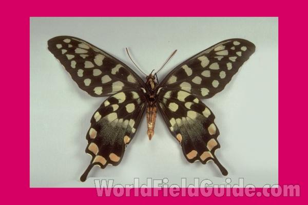 Male - Ventral<br>(Origin of the Specimen: Madagascar)