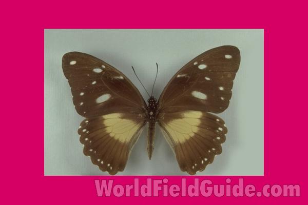 Female Cenea<br>(Origin of the Specimen: No Location Given)