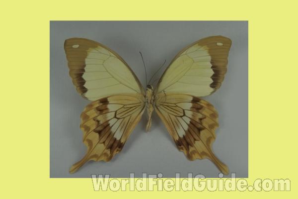 Male - Ventral<br>(Origin of the Specimen: Madagascar)