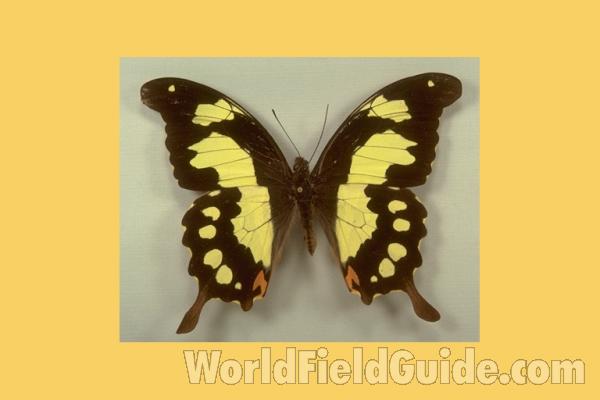 Male - Dorsal<br>(Origin of the Specimen: Zomba, Oct 1985)