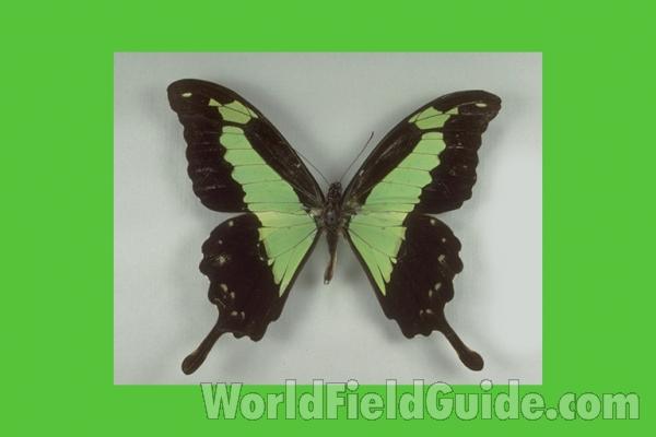 Male - Dorsal<br>(Origin of the Specimen: Bangui, Africa)