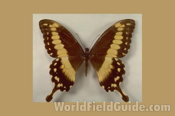 Female Brown Form, ssp congoanus<br>(Origin of the Specimen: Bangui, Africa)