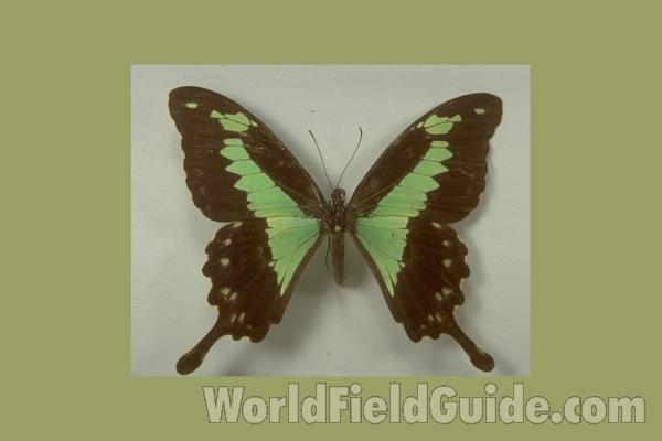 Female Green Form, ssp congoanus<br>(Origin of the Specimen: Bangui, Africa)