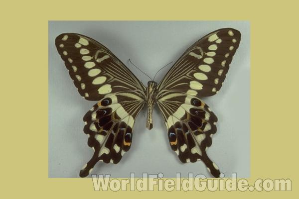 Male - Ventral<br>(Origin of the Specimen: Bangui, Africa, 1969)