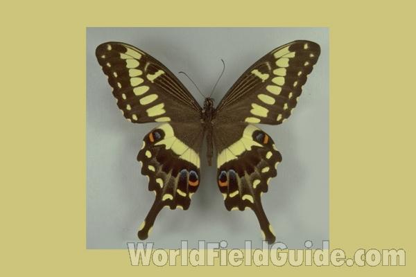 Male - Dorsal<br>(Origin of the Specimen: Transvaal, Africa)