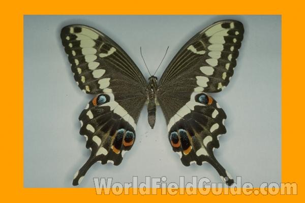 Female - Dorsal<br>(Origin of the Specimen: No Location Noted)