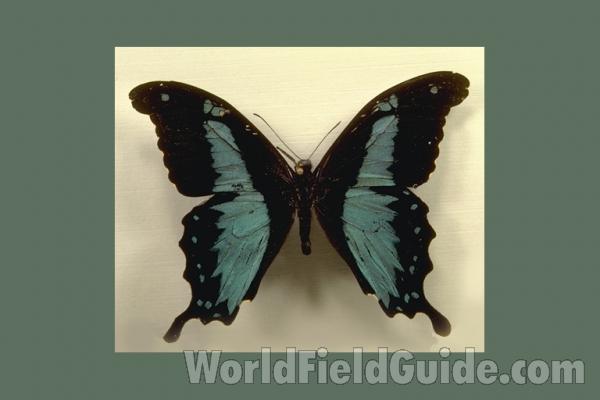 Male - Dorsal<br>(Origin of the Specimen: Kibala Forest, Africa)