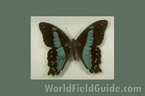 Male - Dorsal<br>(Origin of the Specimen: Tanzania)