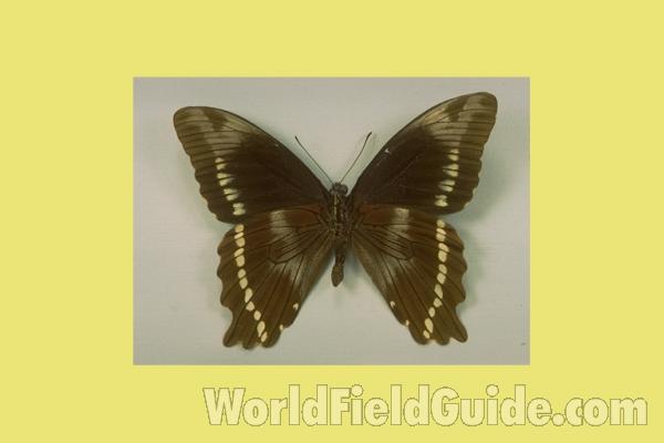 Male - Ventral<br>(Origin of the Specimen: Tanzania)