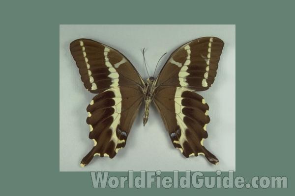 Male - Ventral<br>(Origin of the Specimen: Anosibe, Madagascar Circa 1975)