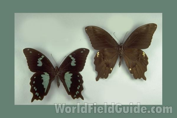 Males - Dorsal and Ventral<br>(Origin of the Specimen: Gakaraka, Madagascar)