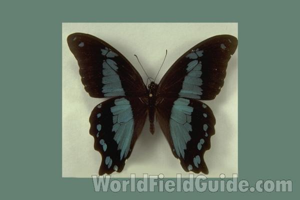 Male - Dorsal<br>(Origin of the Specimen: Chyulu Hills, SE Kenya, March 1976)
