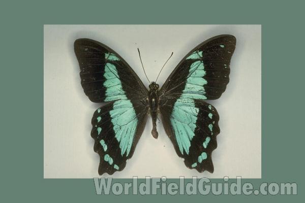 Female - Dorsal, ssp unknown<br>(Origin of the Specimen: Kenya)