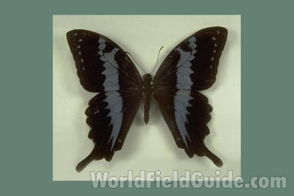 Male - Dorsal<br>(Origin of the Specimen: Madagascar)