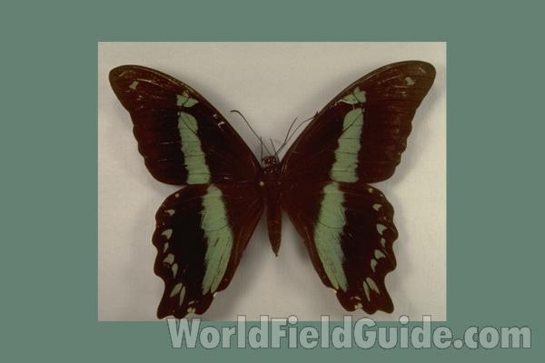 Female - Dorsal<br>(Origin of the Specimen: Bangui, Rep Central Africa)