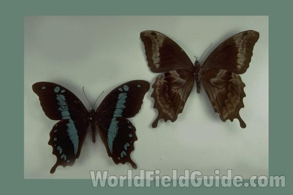 Males - Dorsal and Ventral<br>(Origin of the Specimen: Anosibe, Madagascar)