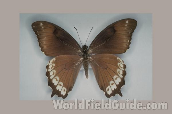 Female - Dorsal<br>(Origin of the Specimen: Reunion Isle)