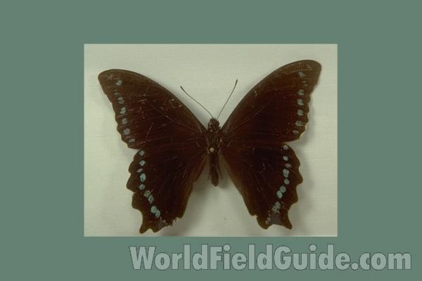 Male - Dorsal<br>(Origin of the Specimen: Lugode, Tanzania , 1950)