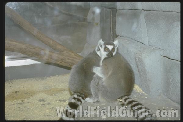 In Natural Like Habitat<br>(Location of Picture: Dallas Zoo, Texas, USA, Jan 2010)