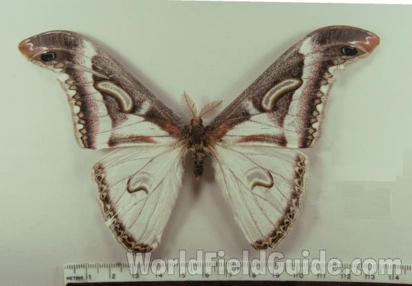 Male - Dorsal<br>(Origin of the Specimen: Africa)