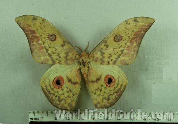 Male - Dorsal<br>(Origin of the Specimen: Bangui, Rca)