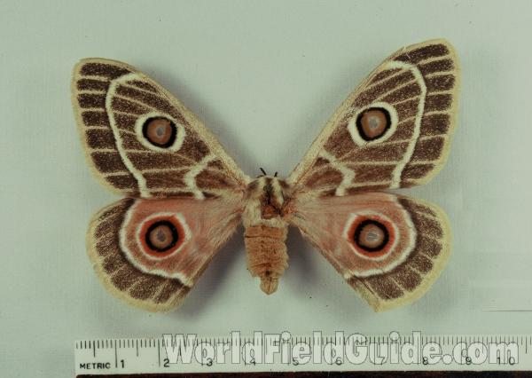 Female - Dorsal View<br>(Origin of the Specimen: No Capture Or Breeding Data Given)