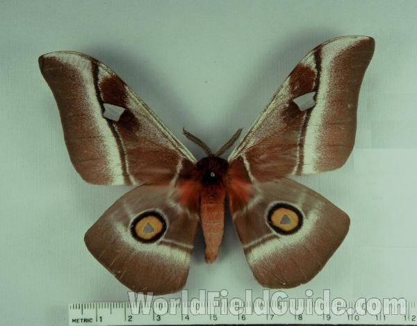 Male - Dorsal<br>(Origin of the Specimen: Belgian Congo)