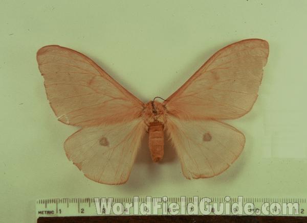 Female - Dorsal<br>(Origin of the Specimen: Congo, Africa, 1985)