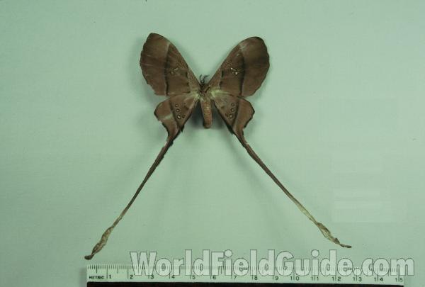 Female - Dorsal<br>(Origin of the Specimen: Bangui C A R)
