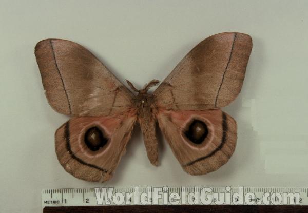 Male - Dorsal View<br>(Origin of the Specimen: Ganse, R.C.I. (Ivory Coast), VI '98)