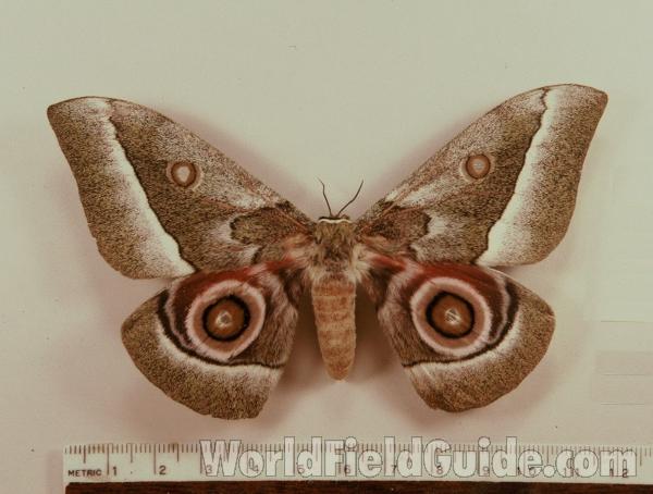 Female - Dorsal View<br>(Origin of the Specimen: East Africa)