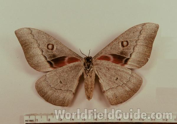 Female - Ventral View<br>(Origin of the Specimen: East Africa)