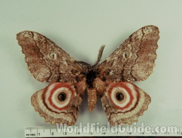 Male - Dorsal<br>(Origin of the Specimen: No Capture Data Given)